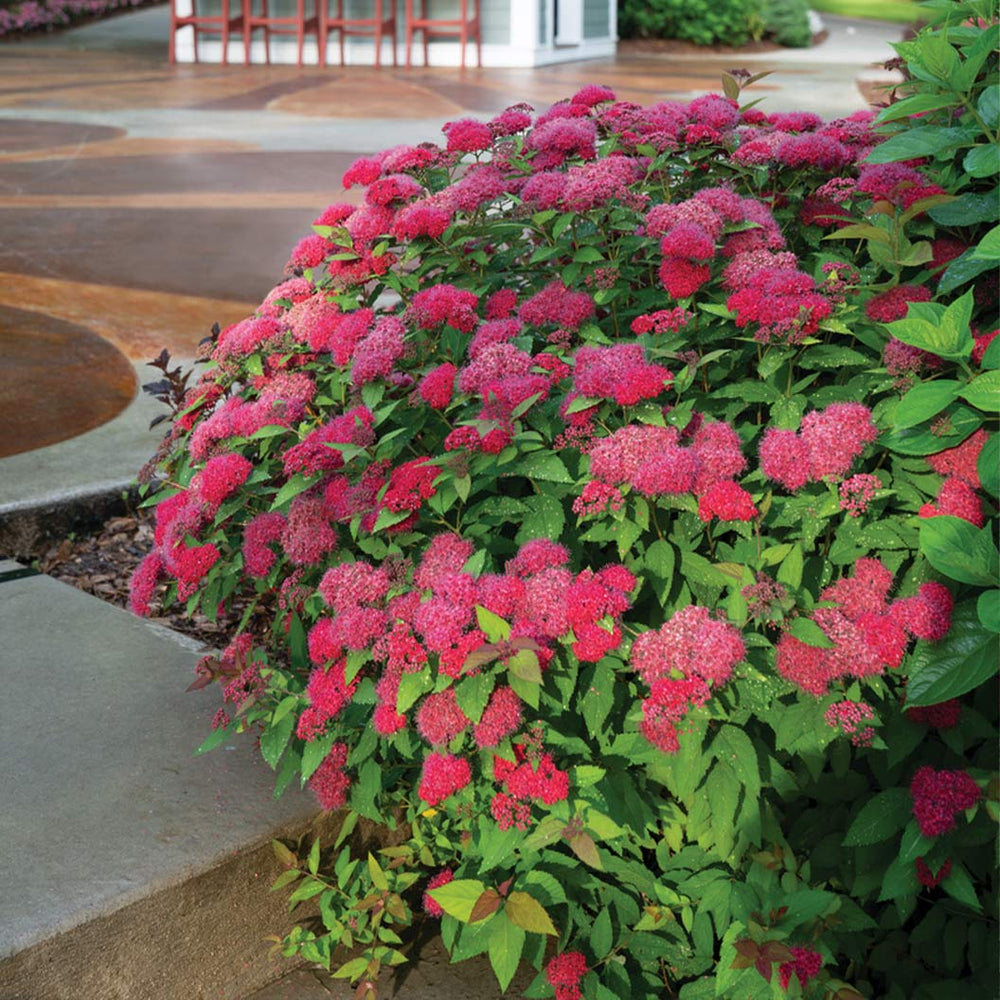 Proven Winners® Double Play Doozie® Spiraea