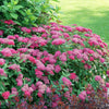 Proven Winners® Double Play Doozie® Spiraea