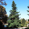 Douglas Fir Tree