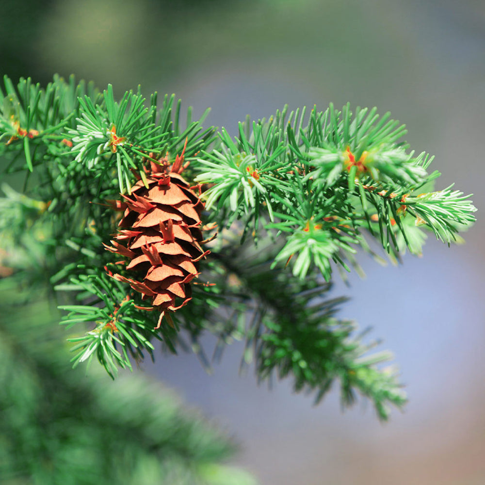 Douglas Fir Tree