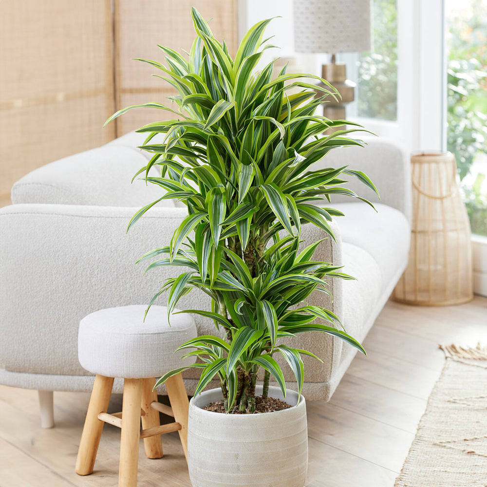 Lemon Lime Dracaena