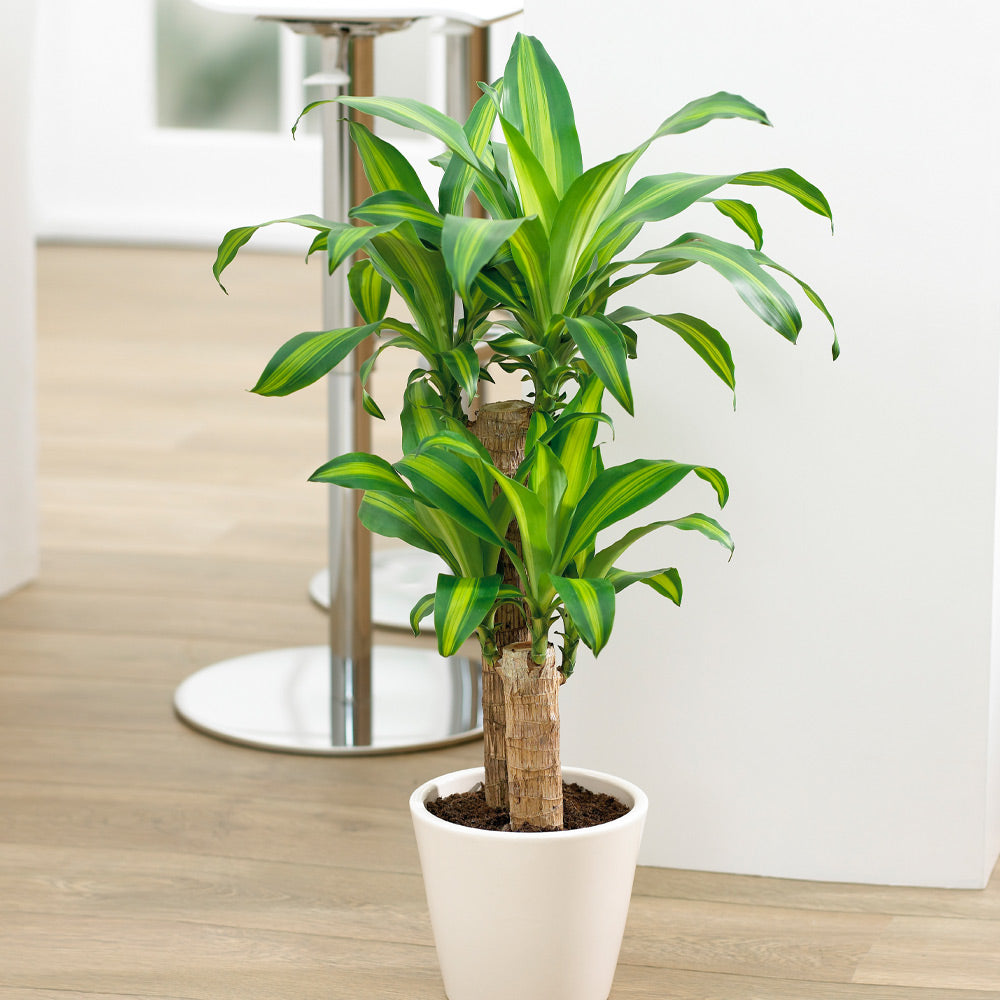 Dracaena' Corn Plant