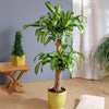 Dracaena' Corn Plant