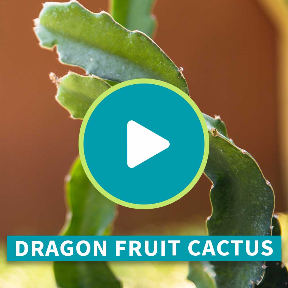 Dragon Fruit Cactus Plant