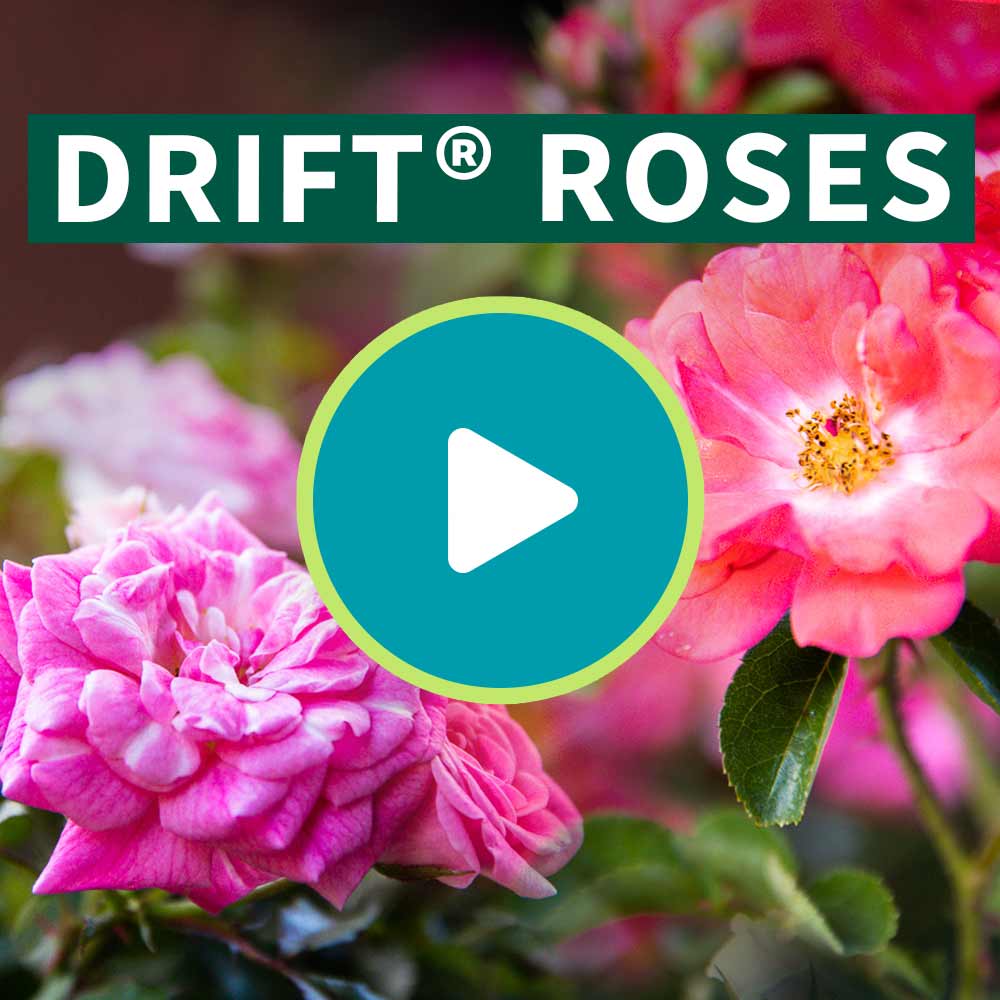 Gold Collection® Pink Frost Hellebore