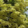 Drummondi Maple Tree