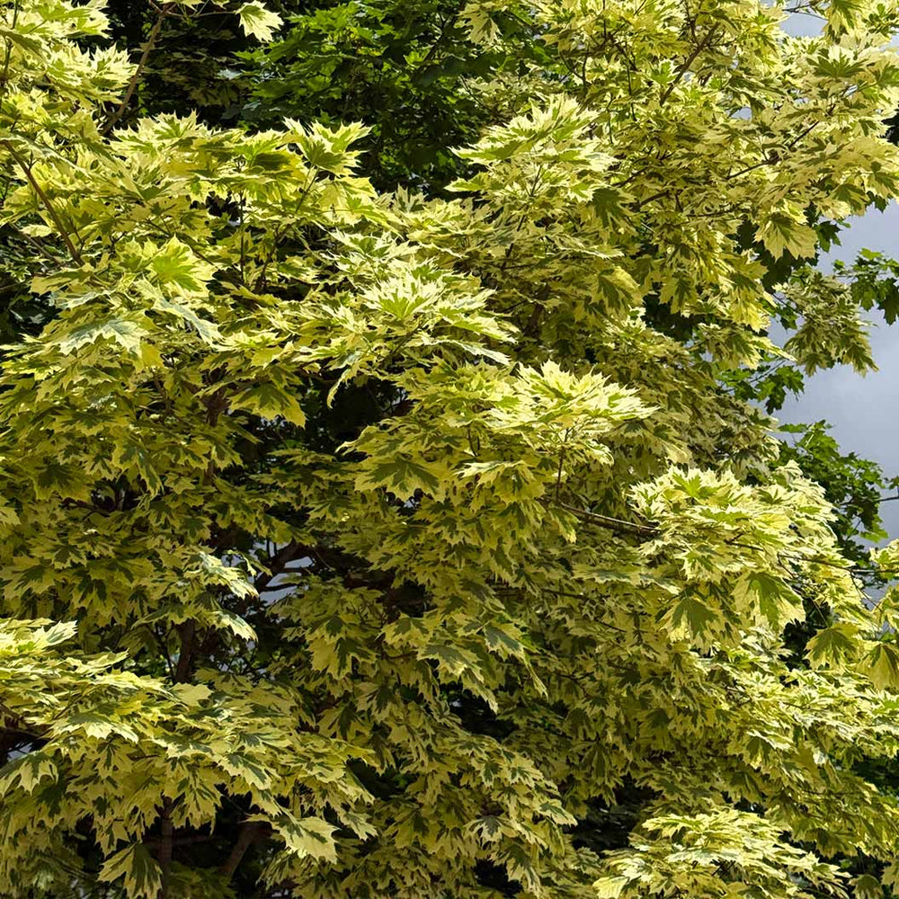Drummondi Maple Tree