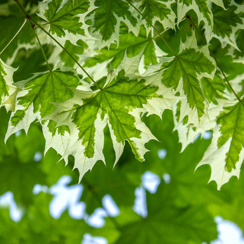 Drummondi Maple Tree