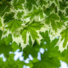 Drummondi Maple Tree