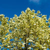 Drummondi Maple Tree