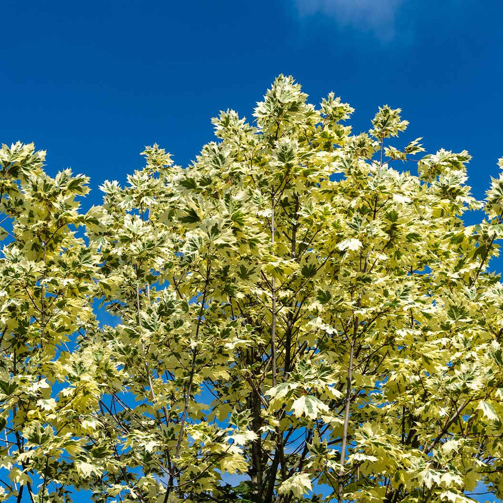 Drummondi Maple Tree