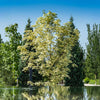 Drummondi Maple Tree