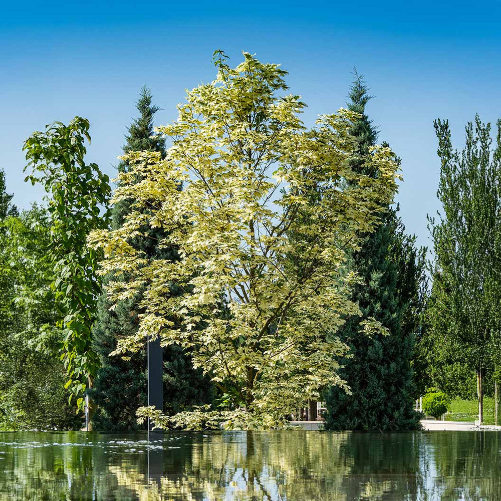 Drummondi Maple Tree