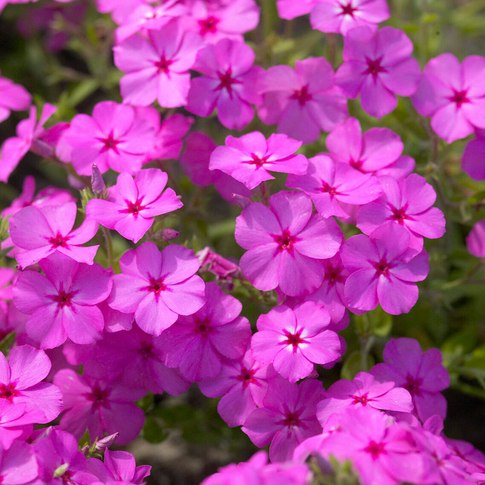 Drummond's Pink Creeping Phlox