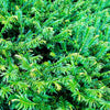 Duke Gardens Plum Yew