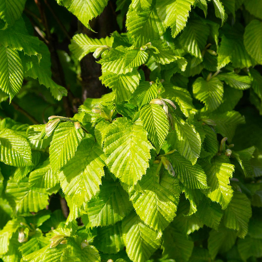 Dwarf Columnar Hornbeam Tree