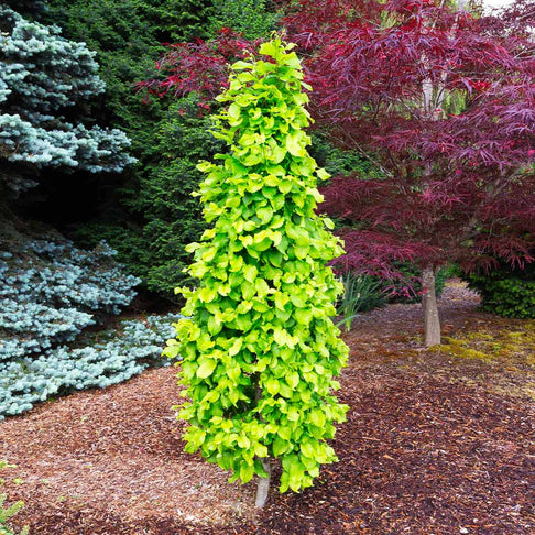 Dwarf Columnar Hornbeam Tree