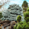 Dwarf Globe Blue Spruce