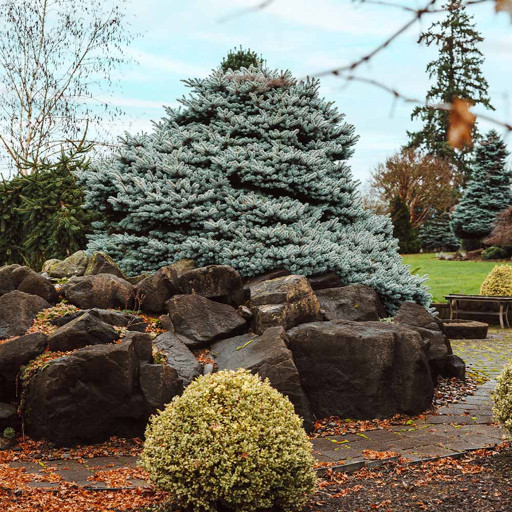 Dwarf Globe Blue Spruce