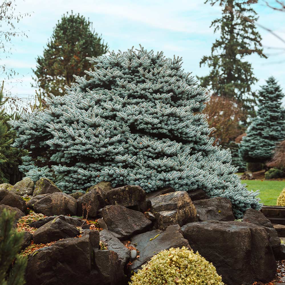 Dwarf Globe Blue Spruce