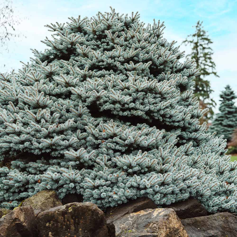 Dwarf Globe Blue Spruce