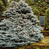 Dwarf Globe Blue Spruce