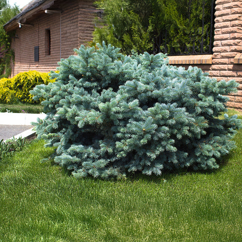 Dwarf Globe Blue Spruce