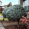 Dwarf Globe Blue Spruce Tree