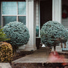 Dwarf Globe Blue Spruce Tree