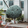 Dwarf Globe Blue Spruce Tree