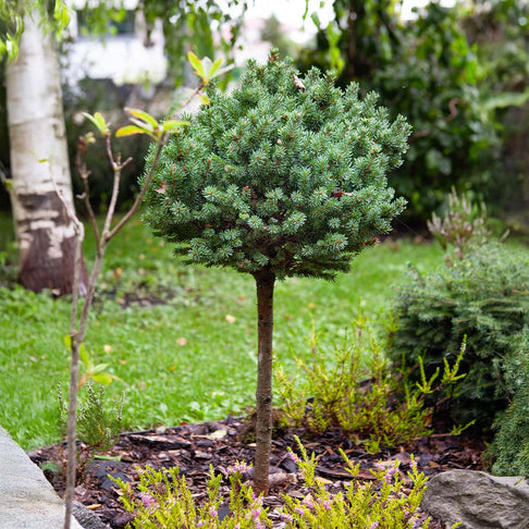 Dwarf Globe Blue Spruce Tree