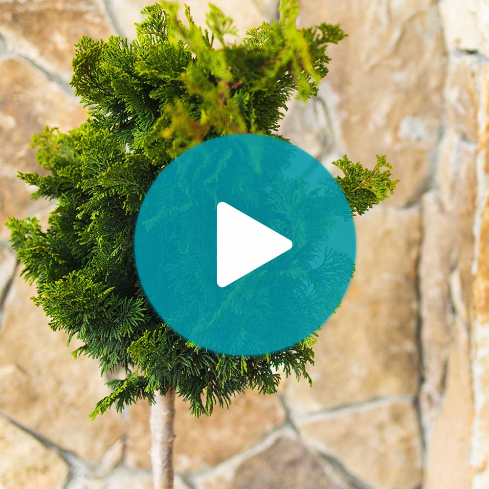 Dwarf Hinoki Cypress Tree