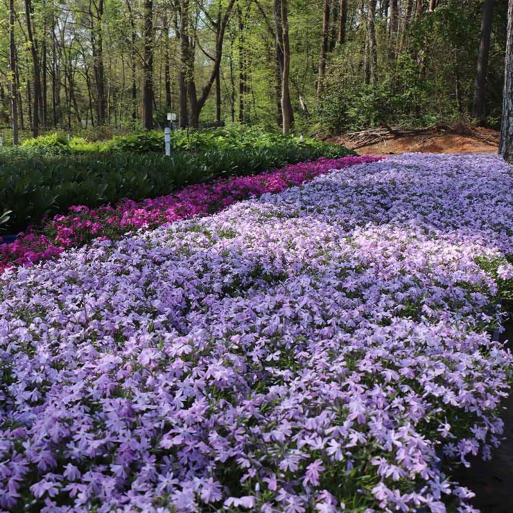 Emerald Blue Creeping Phlox