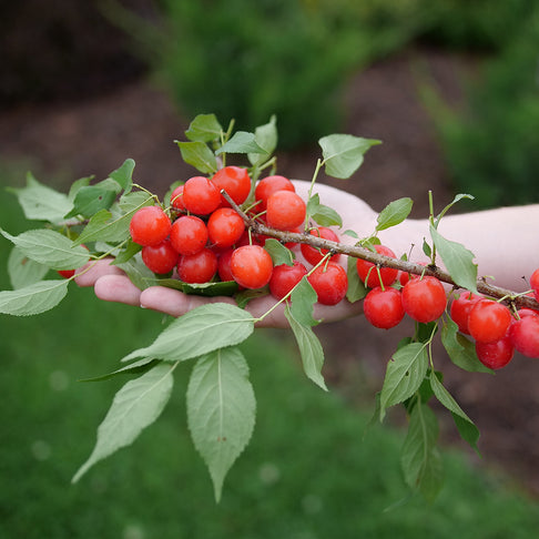Proven Winners® Easy As Pie™ Cherry Bush