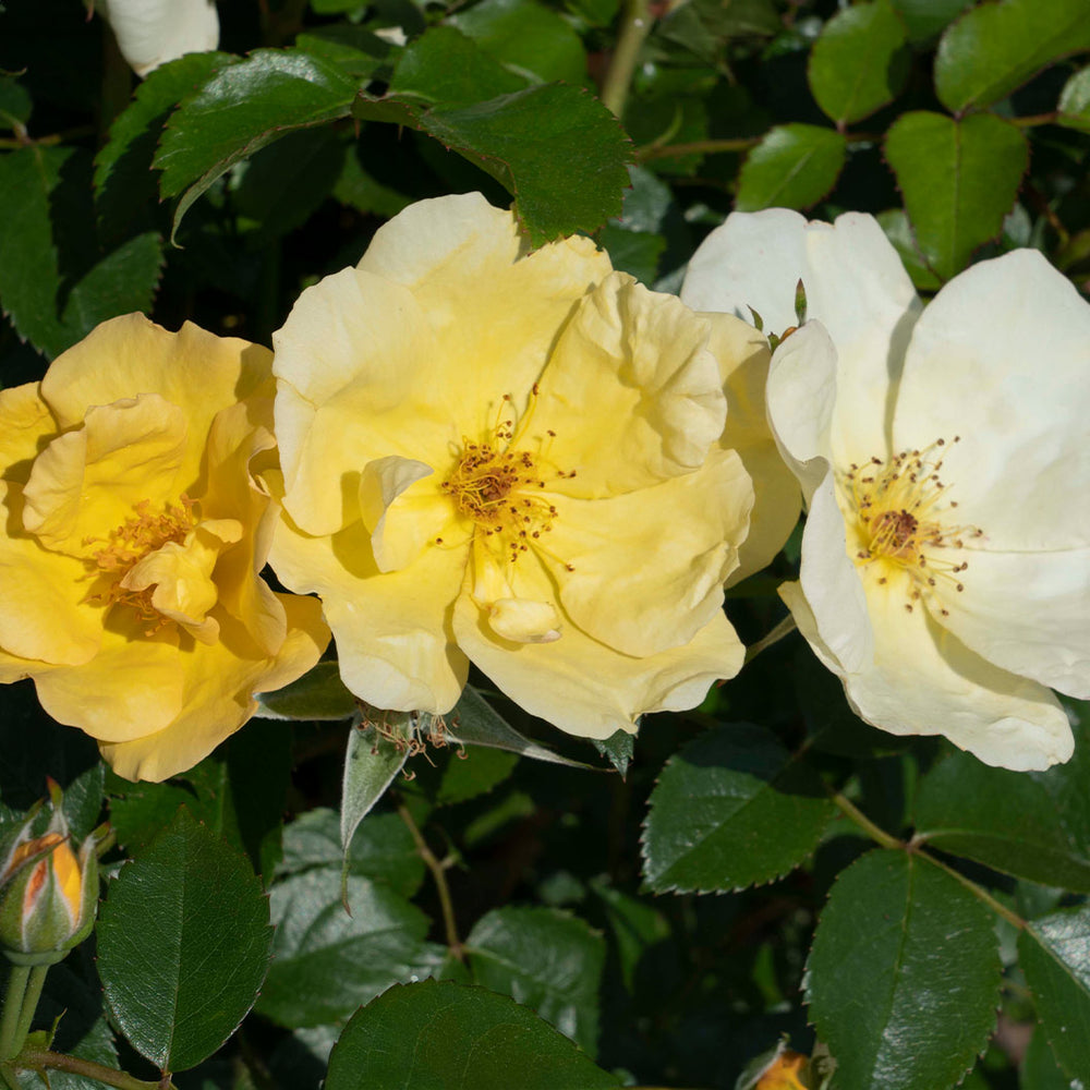 Easy Bee-zy Knock Out® Rose Tree