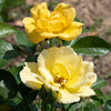 Easy Bee-zy Knock Out® Rose Tree