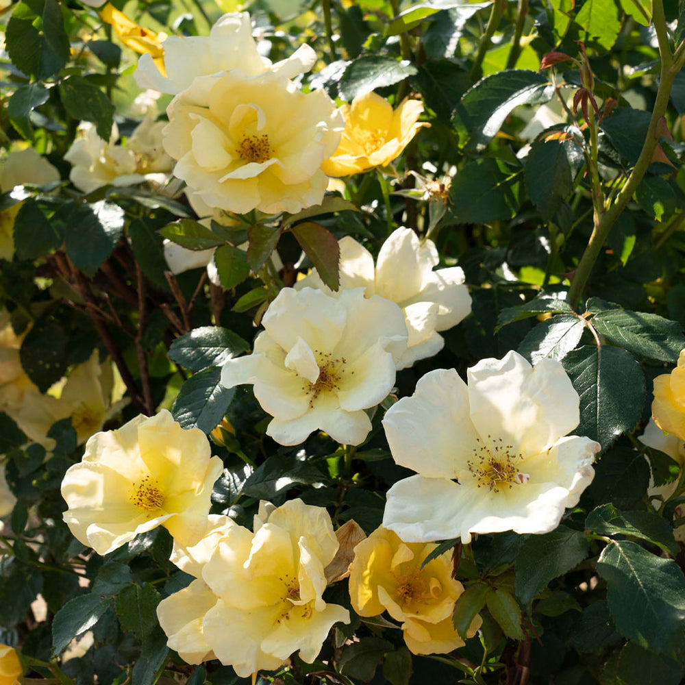 Easy Bee-zy Knock Out® Rose Tree