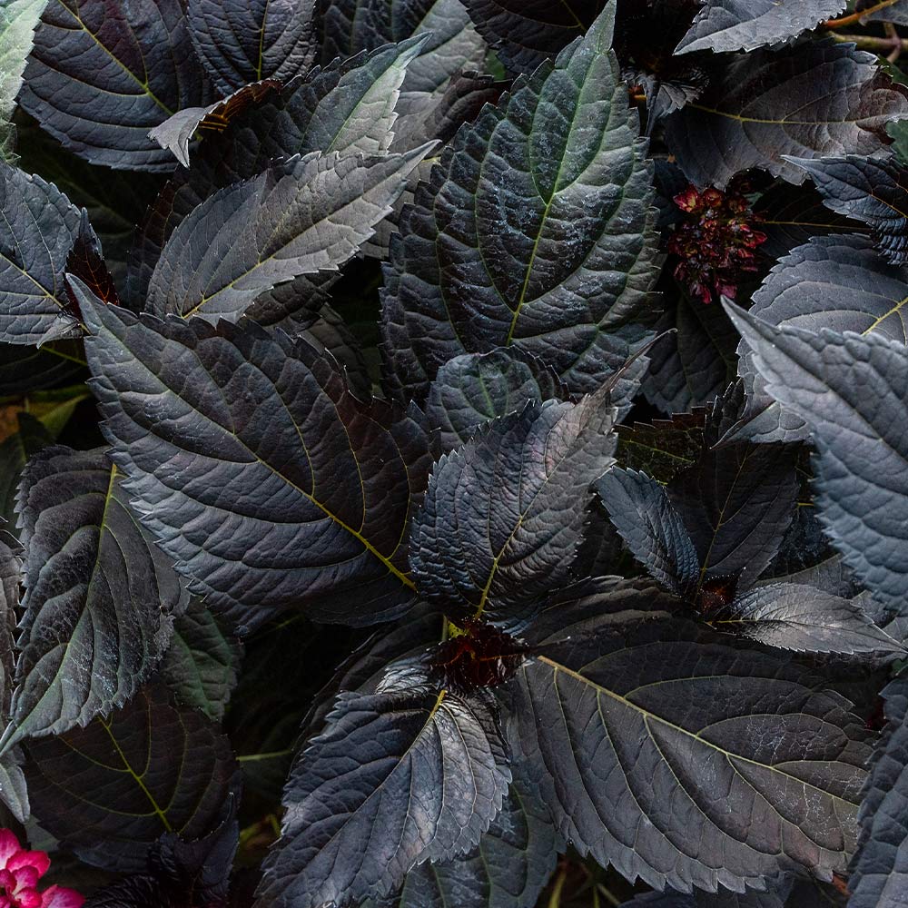 First Editions® Eclipse® Bigleaf Hydrangea Shrub