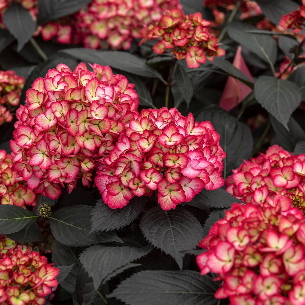 First Editions® Eclipse® Bigleaf Hydrangea Shrub