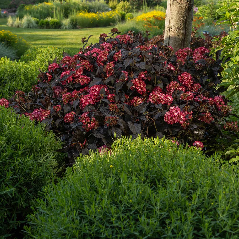 First Editions® Eclipse® Bigleaf Hydrangea Shrub