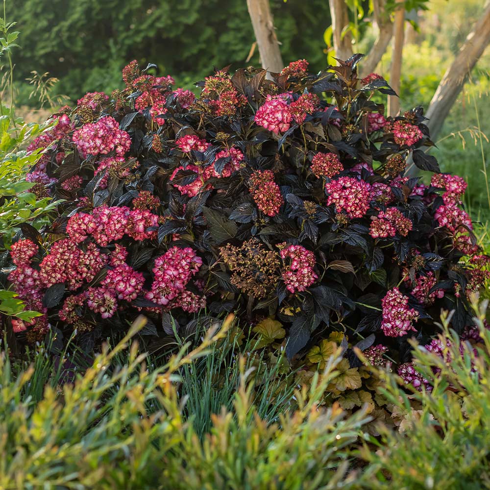 First Editions® Eclipse® Bigleaf Hydrangea Shrub