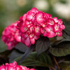 First Editions® Eclipse® Bigleaf Hydrangea Shrub