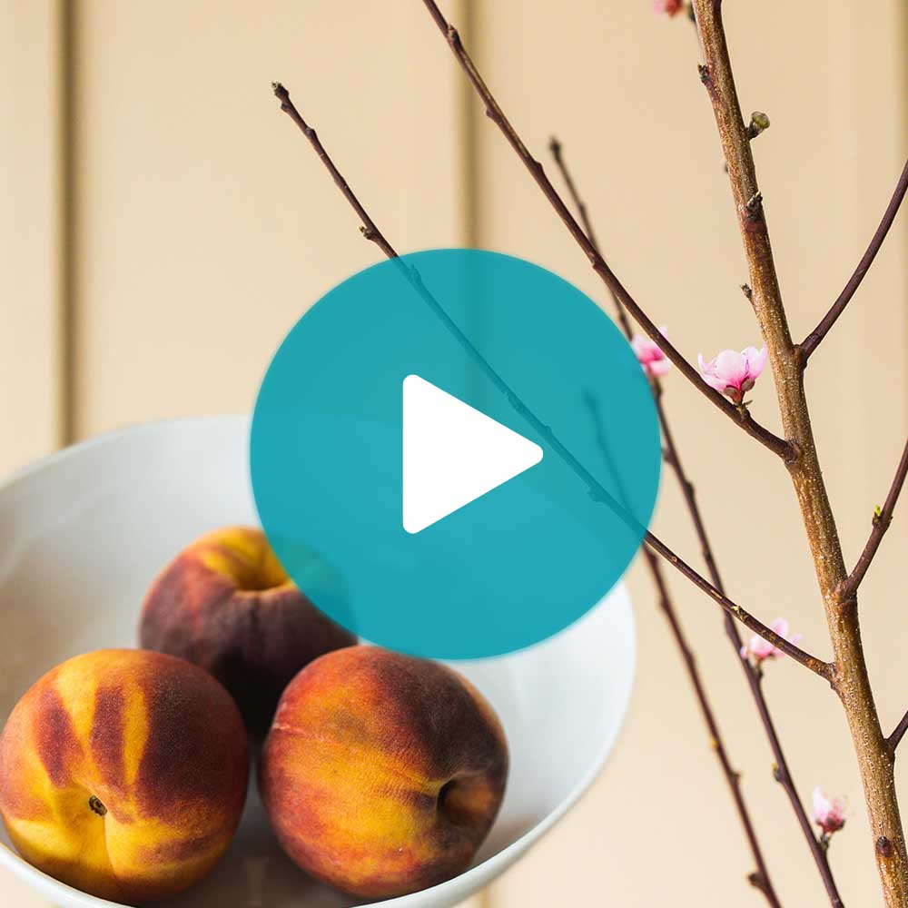 Florida Prince Peach Tree