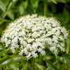 Marge Elderberry Bush