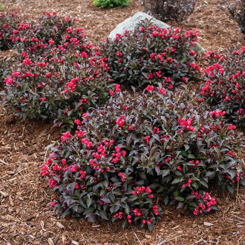 Electric Love® Weigela