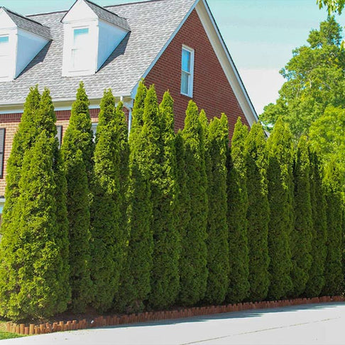 Emerald Green Thuja Tree