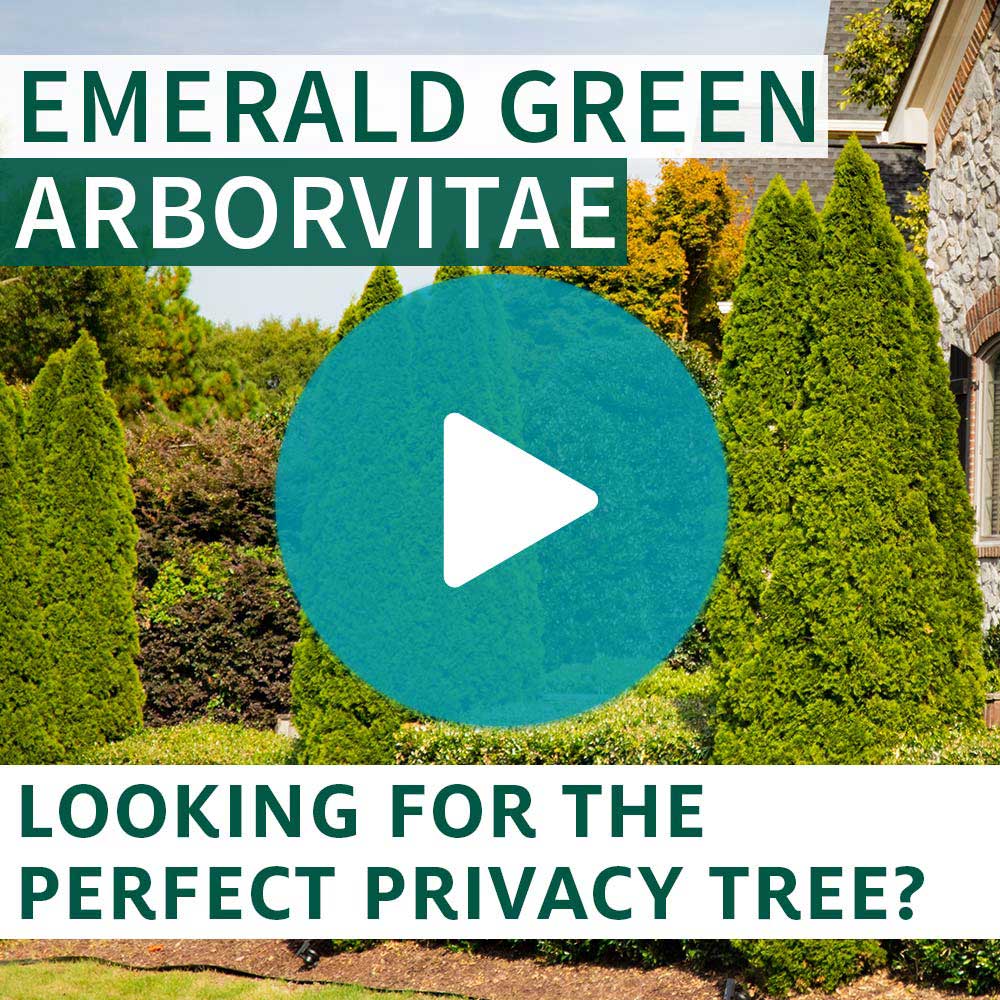 Emerald Green Arborvitae