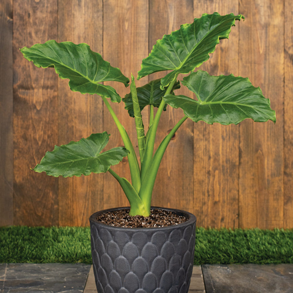 Emerald Isle Alocasia