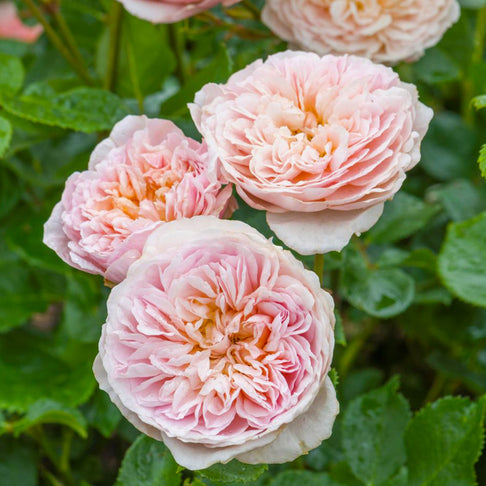 David Austin® Emily Brontë™ Rose Shrub