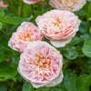 David Austin® Emily Brontë™ Rose Shrub